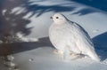 A White-tailed Ptarmigan in the Snowy Rocky Mountain High Country