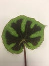 Well decorated lovely begonia leaf