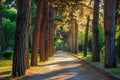 A well-defined path surrounded by trees, creating a shaded and inviting walkway in a picturesque park, Sun-dappled pathway lined Royalty Free Stock Photo