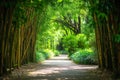 A well-defined pathway bordered by tall bamboo trees intertwined with lush greenery, Park pathway surrounded by a lush bamboo tree Royalty Free Stock Photo