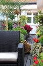 Modern terrace with a lot of flowers and funny cat Royalty Free Stock Photo