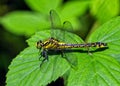 Common Clubtail Dragonfly - Gomphus vulgatissimus, at rest.