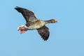 Greylag Goose - Anser anser in flight.