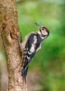 Great Spotted Woodpecker Juvenile - Dendrocopos major climbing a tree. Royalty Free Stock Photo