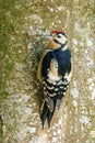 Great Spotted Woodpecker - Dendrocopos major clinging to a tree. Royalty Free Stock Photo