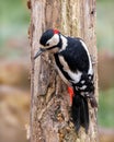 Great Spotted Woodpecker - Dendrocopos major climbing a tree. Royalty Free Stock Photo