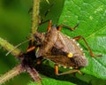 Forest Bug - Pentatoma rufipes resting on a bramble leaf.