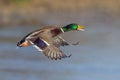 Mallard Drake - Anas platyrhynchos, flying over a wetland.