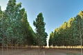 Well-developed eucalyptus forest