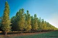 Well-developed eucalyptus forest