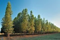 Well-developed eucalyptus forest