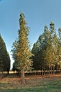 Well-developed eucalyptus forest