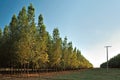 Well-developed eucalyptus forest