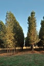 Well-developed eucalyptus forest