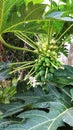 Well developed green Papayas hanging on a papaya plant