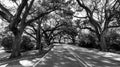 Well Established Trees Cover Roadway Branches Over Road Royalty Free Stock Photo