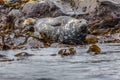 Well-fed Atlantic Grey Seal Royalty Free Stock Photo