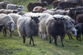 A well-fed flock of sheep runs home after pasture