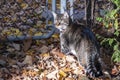 Grey Tabby Cat Exploring His Neighborhood in Autumn 1