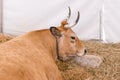 A well-fed healthy cow with big horns Royalty Free Stock Photo