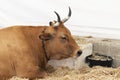 A well-fed healthy cow with big horns Royalty Free Stock Photo