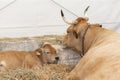 A well-fed healthy cow with big horns lies in a modern hay barn with a sleeping calf Royalty Free Stock Photo