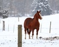 Well fed horse standing in the snow in Eastern Missouri