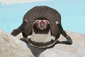 Well-fed Humboldt Penguin (Spheniscus humboldti) Royalty Free Stock Photo