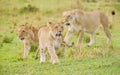 Lion cubs marching ahead of their mother in Kenya. Royalty Free Stock Photo