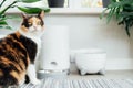 Well-fed multicolor cat waiting for food near smart feeder gadget with water fountain and dry food dispenser in cozy