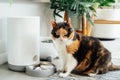 Well-fed multicolor cat waiting for food near smart feeder gadget with water fountain and dry food dispenser in cozy