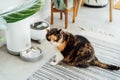 Well-fed multicolor cat waiting for food near smart feeder gadget with water fountain and dry food dispenser in cozy