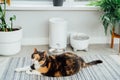 Well-fed multicolor cat waiting for food near smart feeder gadget with water fountain and dry food dispenser in cozy