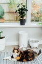 Well-fed multicolor cat waiting for food near smart feeder gadget with water fountain and dry food dispenser in cozy