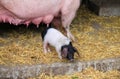 Well fed piglet and the teats of the mother pig