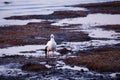 Well-fed snow goose standing on the St. Lawrence River shore at low tide during a blue hour early morning Royalty Free Stock Photo