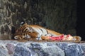 A well-fed tiger sleeps against a brown stone wall near a half-eaten bone Royalty Free Stock Photo