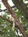 A Wild White Squirrel, Product of Genetic Mutation