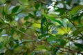 Well-formed cloves on green clove branches. Royalty Free Stock Photo