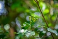 Well-formed cloves on green clove branches. Royalty Free Stock Photo