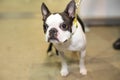 Well groomed Boston-terrier portrait Royalty Free Stock Photo