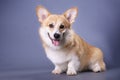 A well-groomed corgi puppy looks into the camera on a dark blue background. Studio photo. The concept of pet care Royalty Free Stock Photo