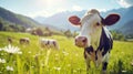 A well-groomed cow on green meadow on a sunny day. Organic dairy products concept. Agricultural landscape. Generative AI Royalty Free Stock Photo