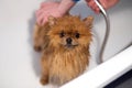 Well groomed dog. Grooming. Grooming of a pomeranian dog. Funny pomeranian in the bath. Dog taking a shower. Dog on white backgrou