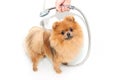 Well groomed dog. Grooming. Grooming of a pomeranian dog. Funny pomeranian in the bath. Dog taking a shower. Dog on white backgrou