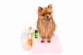 Well groomed dog. Grooming. Grooming of a pomeranian dog. Funny pomeranian in the bath. Dog taking a shower. Dog on white backgrou