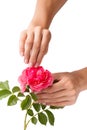 Well-groomed female hands are holding a rose, isolated on white background Royalty Free Stock Photo