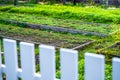 Well-groomed green garden beds behind a white decorative wooden fence. Abundance of growing green plants in summer Royalty Free Stock Photo