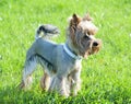 Well groomed haircut yorkshire terrier Royalty Free Stock Photo