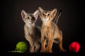 well-groomed two kittens of the Abyssinian breed playing with balls of yarn on a dark background Royalty Free Stock Photo